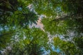 A look up and away through the canopy Royalty Free Stock Photo