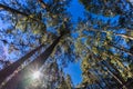 Look up into blue sky in Pine forest Royalty Free Stock Photo