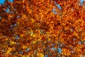 Look up at colorful autumn colored tall tree crowns and blue sky background, orange beech and oak tree, yellow maple and green Royalty Free Stock Photo