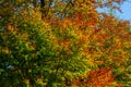 Look up at colorful autumn colored tall tree crowns and blue sky background, orange beech and oak tree, yellow maple and green Royalty Free Stock Photo