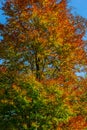 Look up at colorful autumn colored tall tree crowns and blue sky background, orange beech and oak tree, yellow maple and green Royalty Free Stock Photo