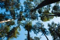 Look up at the crowns of trees. tree trunks go up into the blue sky