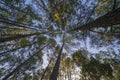 Look up in a dense pine forest ,Chiangmai Thailand Royalty Free Stock Photo