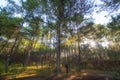 Look up in a dense pine forest ,Chiangmai Thailand Royalty Free Stock Photo