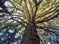 Look up the giant pine tree Royalty Free Stock Photo