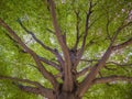 Look Up at Great Tree in sunshin