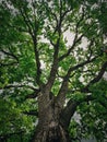 A look up at the green crown of a 350 year Pedunculate Oak located near Curchi Monastery in Orhei, Moldova. Majestic tree as