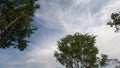 Look up at the green leaves and blue sky on a sunny day