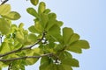 Look up at the green leaves and blue sky on a sunny day