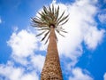 Look up at the palm tree Royalty Free Stock Photo