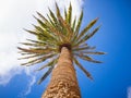 Look up at the palm tree Royalty Free Stock Photo