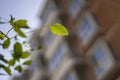 Look up and see a beautiful lovely green leaf