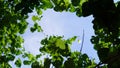 Look Up sky view under green tree Royalty Free Stock Photo