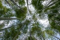 Look up at the tall bamboo in the bamboo forest Royalty Free Stock Photo