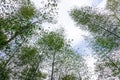 Look up at the tall bamboo in the bamboo forest Royalty Free Stock Photo