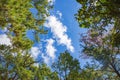 Look up at tall pine tree in forest with sky background. Royalty Free Stock Photo