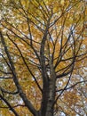 Look up to big orange autumn beech tree crown against blue sky