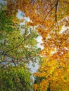 A look up to the colorful autumn trees crown. Natural multicolored foliage texture. Fall season forest background Royalty Free Stock Photo