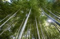 The look up to the crown of bamboo trees of Imperial Palace garden. Tokyo. Japan Royalty Free Stock Photo