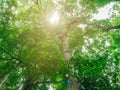 Look up to the Giant tree in the way to the top of Khao Luang mountain in Ramkhamhaeng National Park Royalty Free Stock Photo