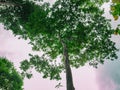 Look up to the Giant tree in the way to the top of Khao Luang mountain in Ramkhamhaeng National Park