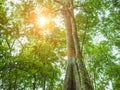 Look up to the Giant tree in the way to the top of Khao Luang mountain in Ramkhamhaeng National Park Royalty Free Stock Photo