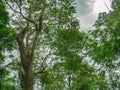 Look up to the Giant tree in the way to the top of Khao Luang mountain in Ramkhamhaeng National Park Royalty Free Stock Photo