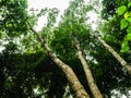 Look up to the Giant tree in the way to the top of Khao Luang mountain in Ramkhamhaeng National Park Royalty Free Stock Photo