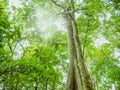 Look up to the Giant tree in the way to the top of Khao Luang mountain in Ramkhamhaeng National Park Royalty Free Stock Photo