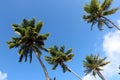 Look up to palm threes Royalty Free Stock Photo