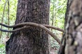 look up top bark of tree