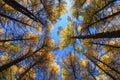 Look up of trees in middle sunshine in Wulanbutong in Inner Mongolia Royalty Free Stock Photo