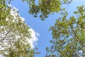 Low angle view the trees with sunlight in tropical rain forest - Look up Royalty Free Stock Photo