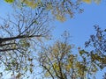 Look up view green tree blue sky Royalty Free Stock Photo