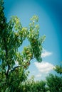 Look up view peach trees with heavy load of ripe fruits in cloud blue sky