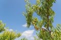 Look up view peach trees with heavy load of ripe fruits in cloud blue sky