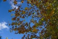 Look upwards to the blue sky with white clouds through the tall bare trees of a mixed forest