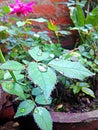 Rose flower leef in rani seson