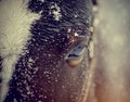Look of a wet brown horse Royalty Free Stock Photo