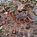 Look what I found a Scorpion.