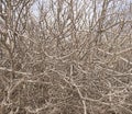 Interweaving of dry branches