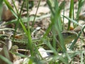 The look of a wild lizard sitting in the grass. Royalty Free Stock Photo