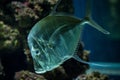 Lookdown Selene vomer, tropical aquarium with fish, Salt water marine fish, interesting american silver fish