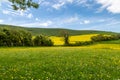 A Rural Sussex View on a Sunny Day in May, with Wildflowers Growing in a Field and Canola Crops Behind