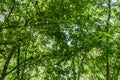 Lookiing up through tree canopy in mid spring