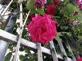 Lookin` up from the ground to a beautiful opened pink rose!