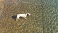 Clear sea water in sunshine as a dog walks in Royalty Free Stock Photo