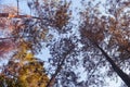 Looking above the top of the trees in a Wood. Royalty Free Stock Photo