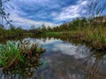 Looking across the beaver dam Royalty Free Stock Photo