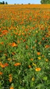 Looking across field of californian poppies in France Royalty Free Stock Photo